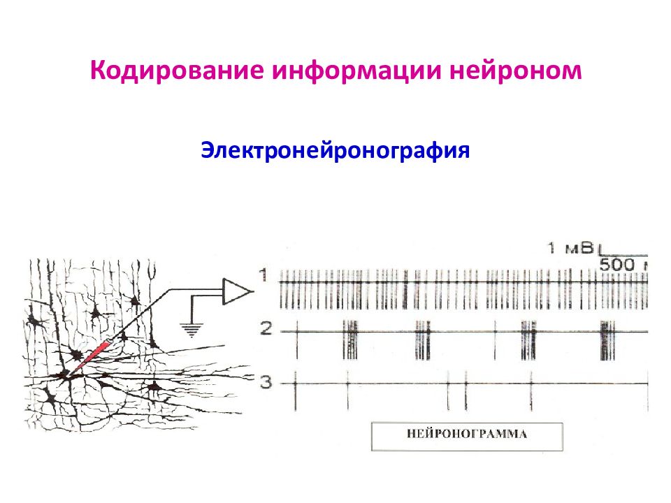 Временное кодирование