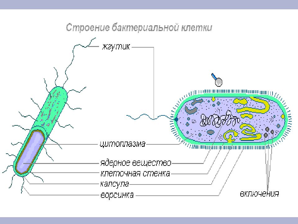 Строение бактериальной клетки рисунок