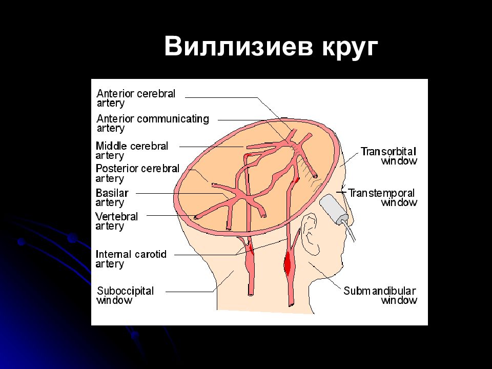 Артерии круг головного мозга. Кровоснабжение мозга Виллизиев круг. Везиев круг. Аедизиев круг. Вализиеа круг.