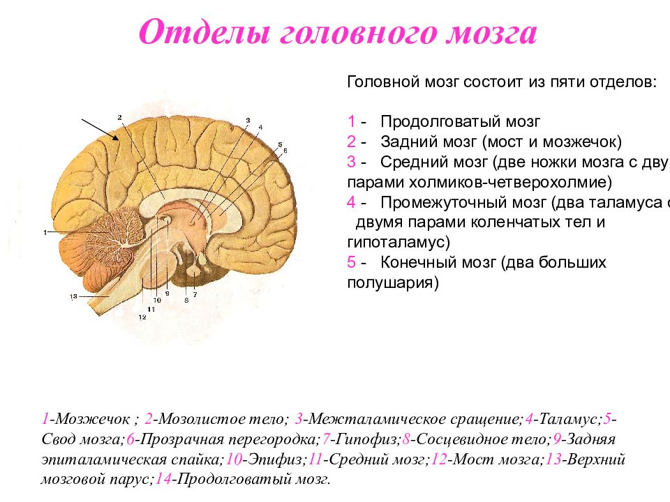 Промежуточный мозг 8 класс биология. Средний мозг продолговатый мозг промежуточный мозг функции. Строение среднего мозга 8 класс биология. Промежуточный продолговатый мозг и мозжечок. Головной мозг состоит из 3 отделов.