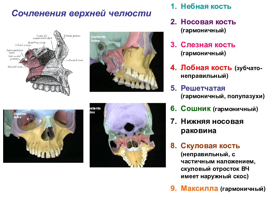 Верхняя скуловая кость. Небная кость в черепе. Кость лицевого черепа верхняя челюстная. Строение небной кости черепа. Небная кость анатомия.