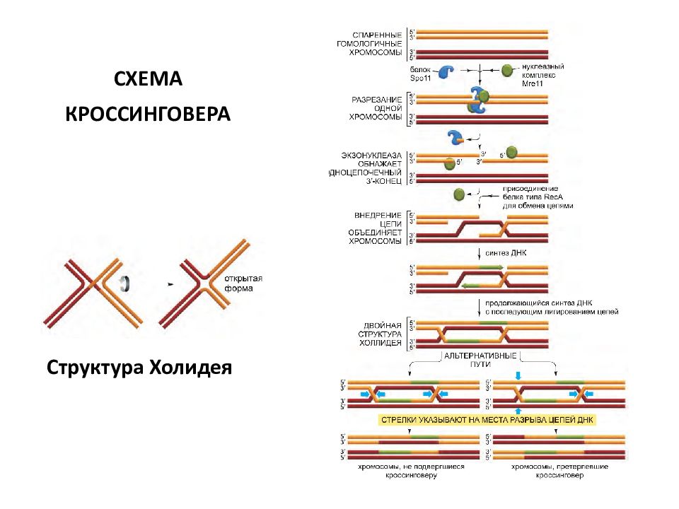 Обмен хромосом. Схема кроссинговера при мейозе. Схема кроссинговера Холлидея. Мейоз с кроссинговером схема. Модель Холлидея молекулярные механизмы рекомбинации.