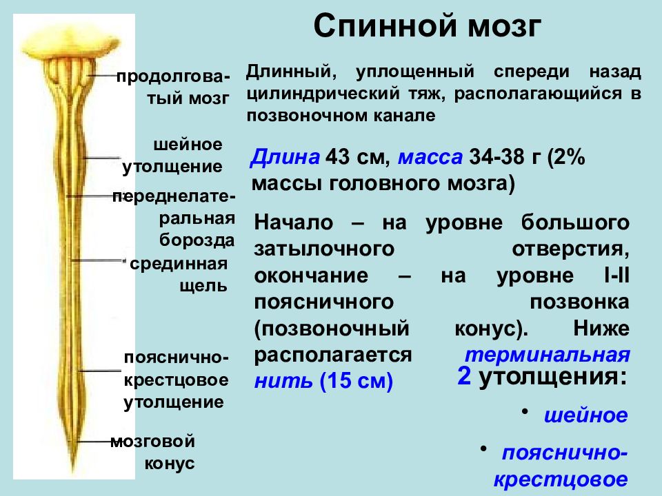 1 спинной мозг. Спинной мозг вид сзади. Спинной мозг анатомия. Спинной мозг вид спереди и сзади. Спинной мозг анатомия вид спереди.