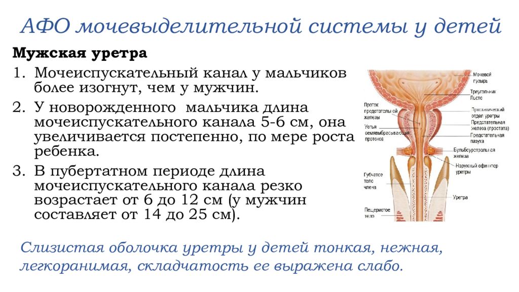 Анатомо физиологические особенности мочевыделительной системы у детей презентация