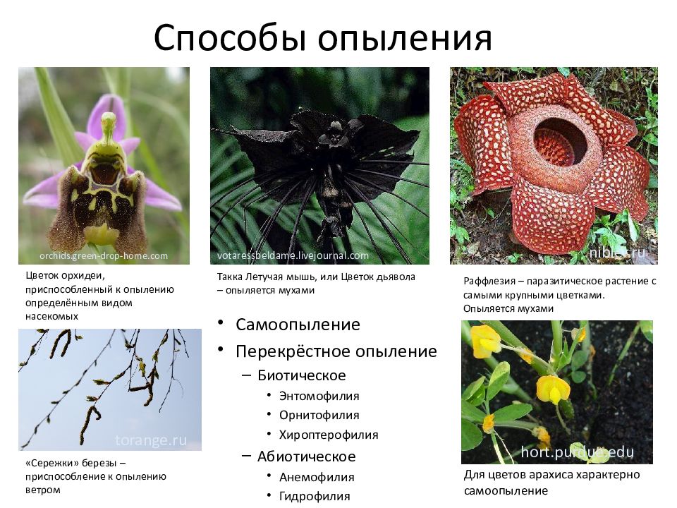 Способы опыления. Способы опыления растений. Способы опыления цветковых растений. Приспособления цветковых растений к опылению. Способы опыления растений насекомыми.