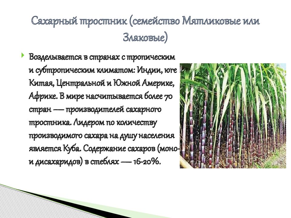 Сахарный тростник (семейство Мятликовые или Злаковые)