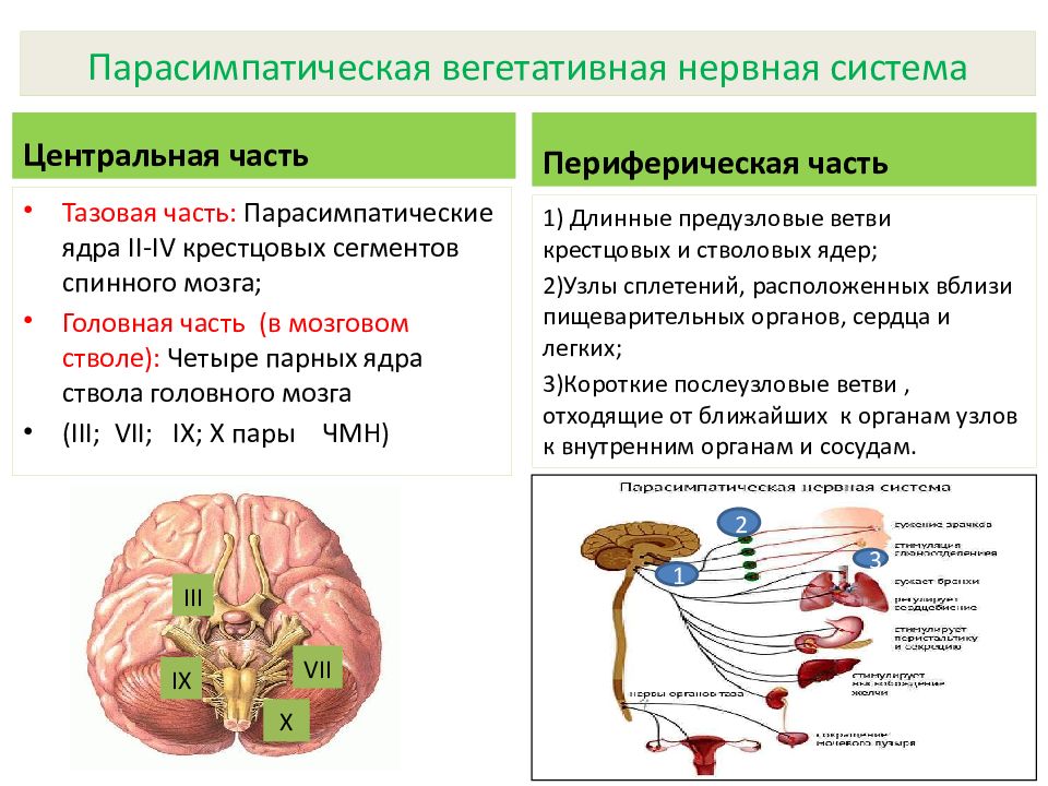 Парасимпатическая вегетативная нервная система. Центральный отдел парасимпатической нервной системы. Вегетативный отдел нервной системы головного мозга. Периферический отдел вегетативной нервной системы функции. Ядра головного отдела парасимпатической нервной системы.