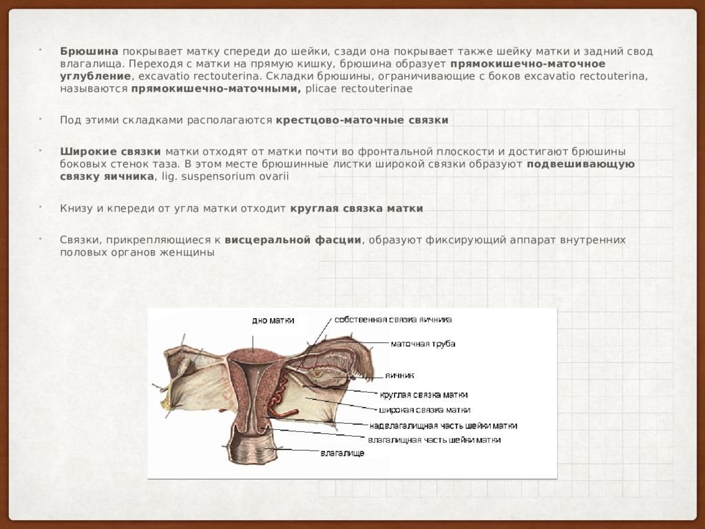 Свойства матки