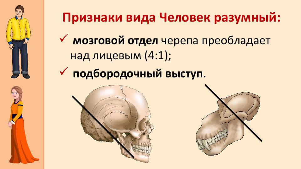 Швы мозгового отдела черепа. Видовые признаки человека разумного. Признаки вида человек. У человека лицевой отдел черепа преобладает над мозговым.