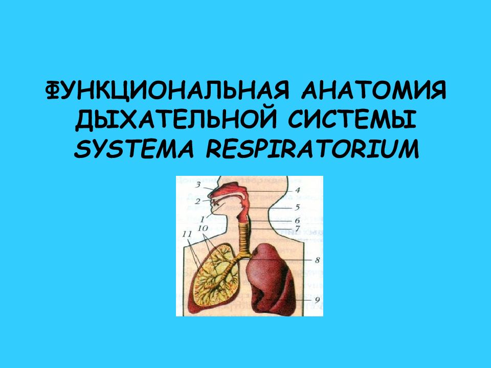 Функциональная анатомия дыхательной системы. Дыхательная система анатомия презентация. Лекция по анатомии дыхательная система. Фон по анатомии для презентации дыхательная система.