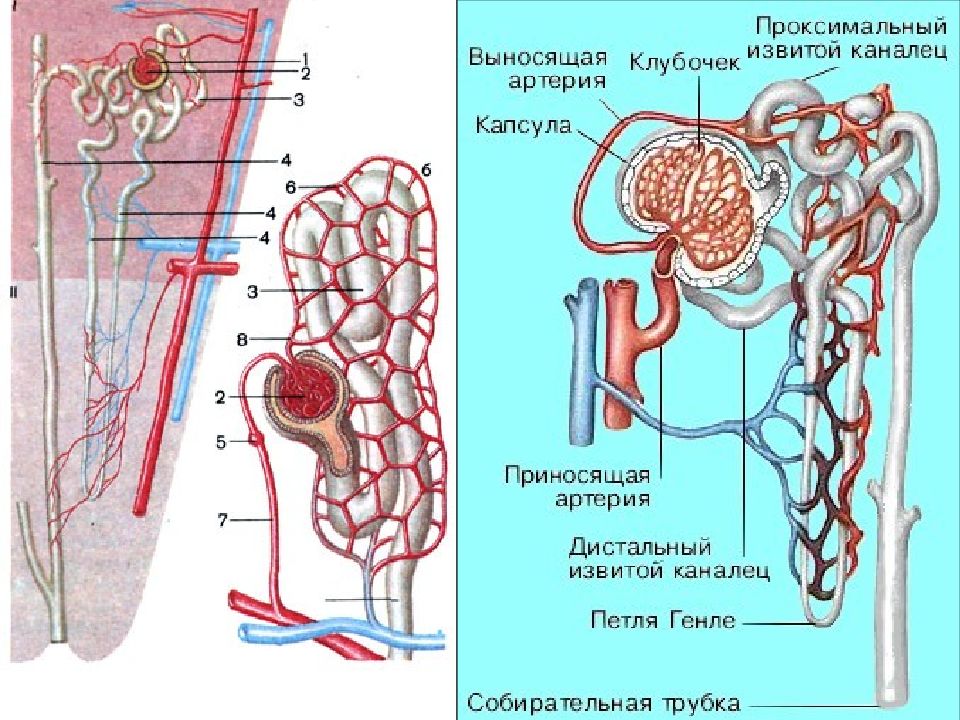 Выделит система. Выделительная система извитой каналец. Выделительная система выделения система. Выделительная система канальцы. Органы выделительной системы физиология.