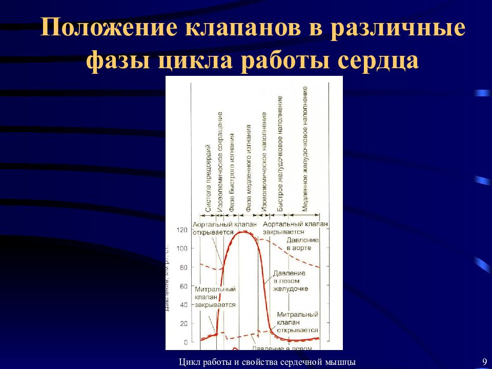 Положение клапанов фазы работы сердца. Положение клапанов фазы работы сердца. Фазы работы сердца. Фазы работы сердца таблица. Таблица фазы сердечного цикла длительность фазы.