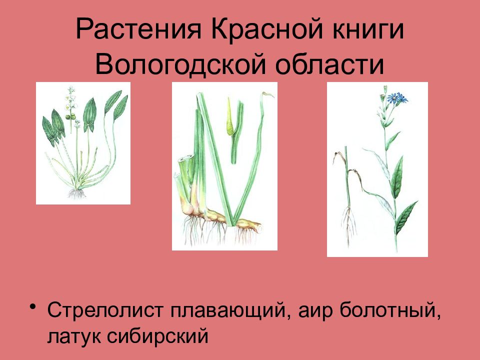 Красная книга вологодской области презентация