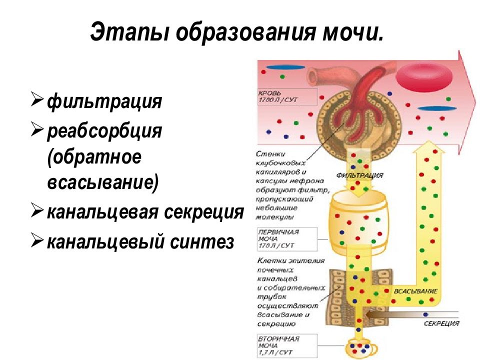 Схема образования мочи 8 класс