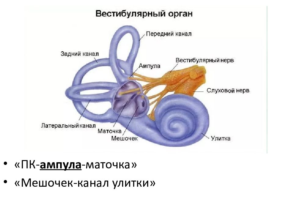 Орган равновесия картинка