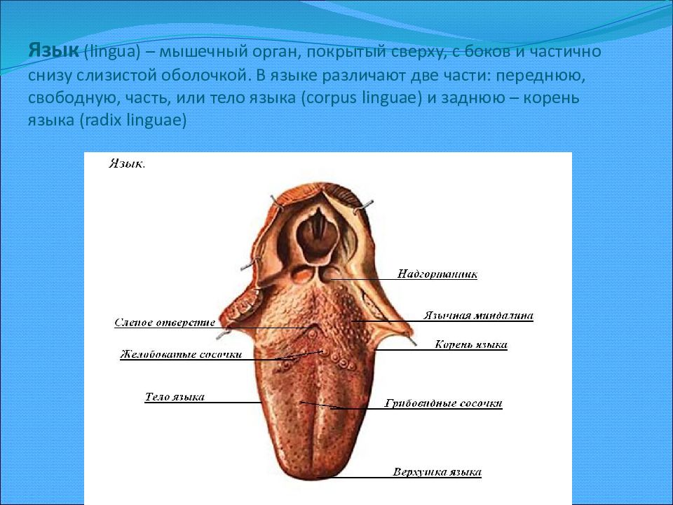 Срединная борозда языка. Строение языка анатомия латынь.