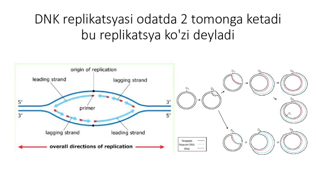 DNK ning tuzilishi va DNK replikatsiyasi DNK replikatsyasi odatda 2 tomonga ketadi bu replikatsya ko'zi deyladi