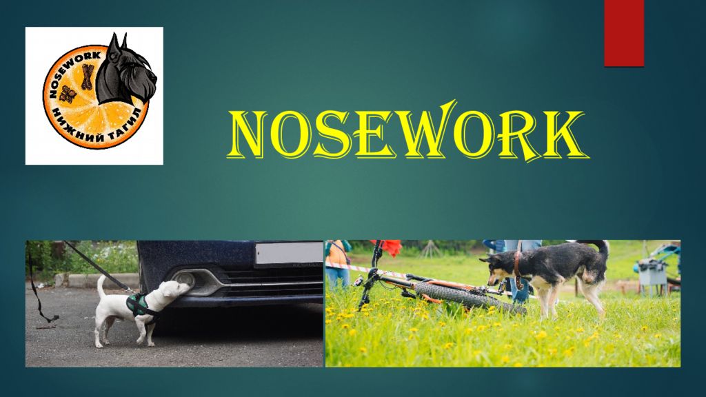 NoseWork