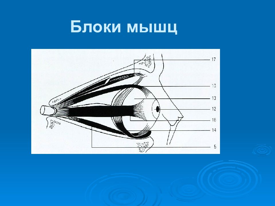 Блоки мышц строение. Блоки мышц примеры. Синовиальные блоки мышц. Блок мышцы. Мышечные блоки анатомия.
