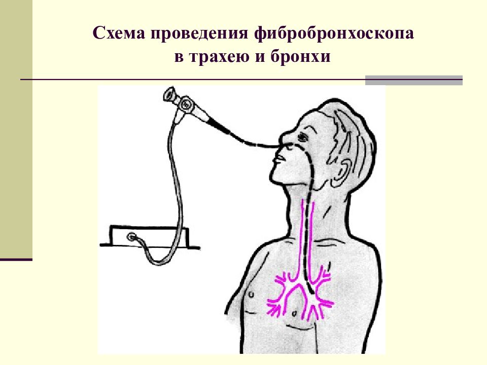 Презентация пропедевтика внутренних болезней дыхательная система