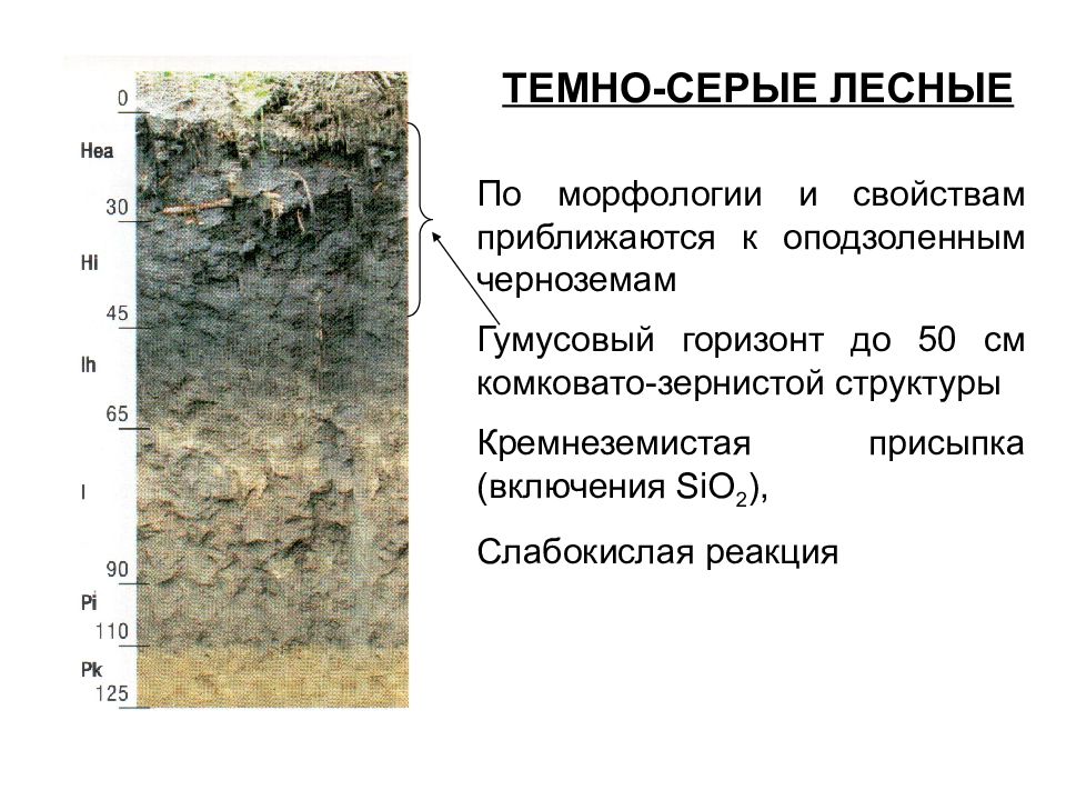 Серые лесные почвы профиль. Тёмно-серые Лесные почвы характеристика. Серые Лесные почвы профиль горизонты. Гумусовый Горизонт серой Лесной почвы. Серые Лесные (темно-серые Лесные).