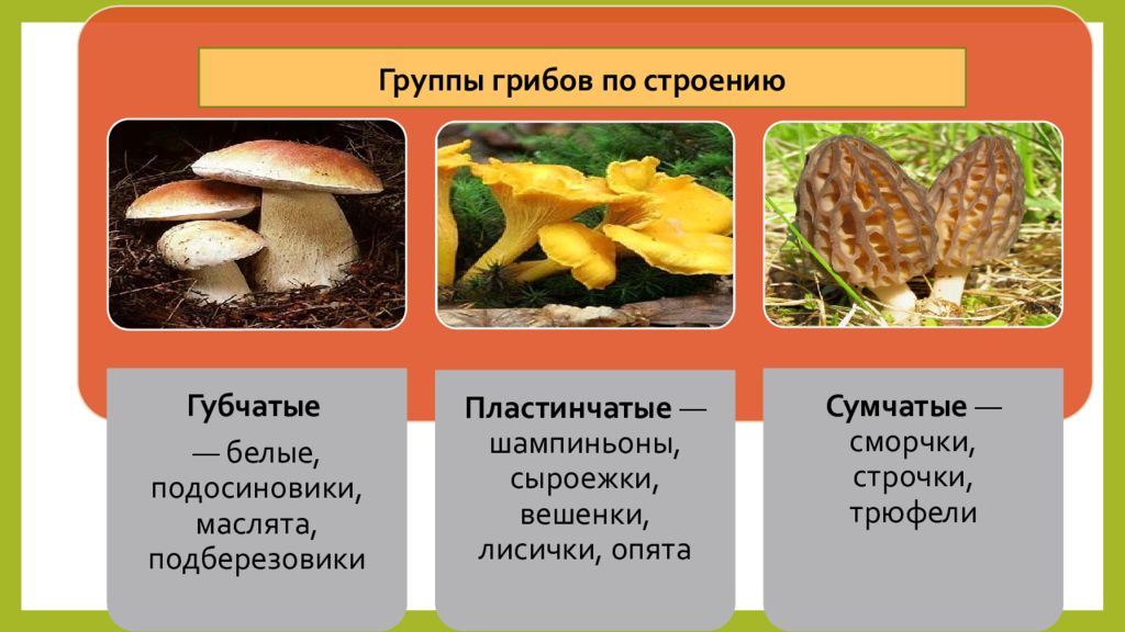 Презентация по товароведению грибы