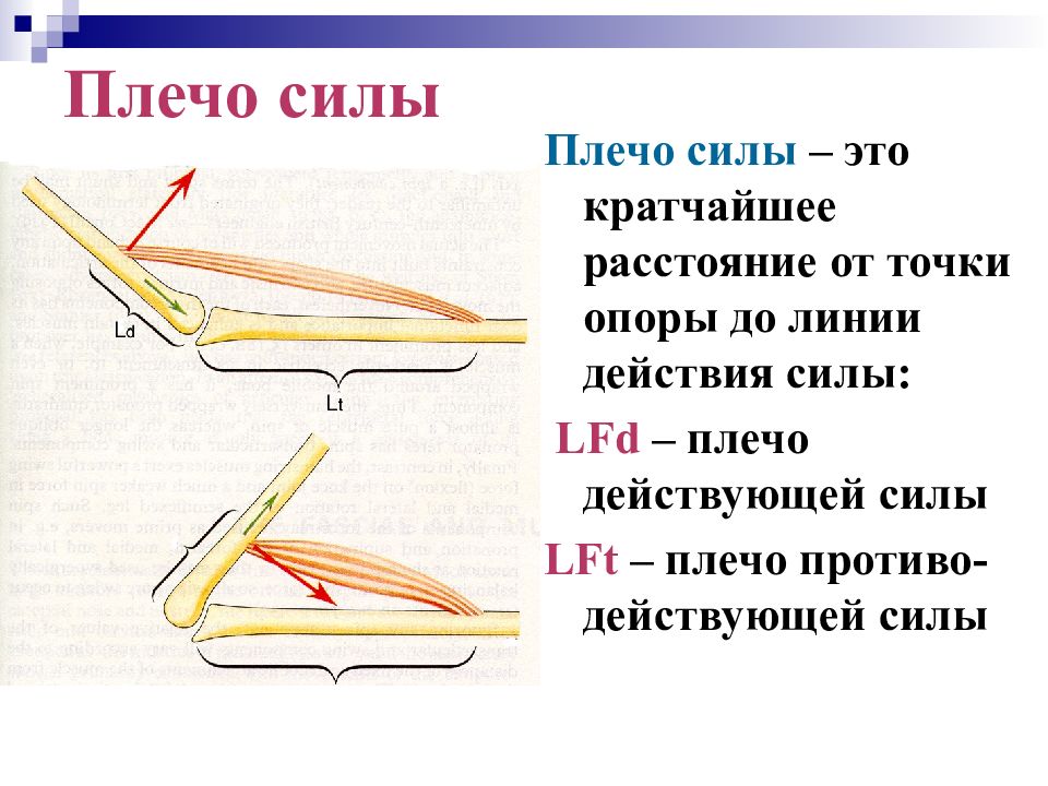 Картинка плечо силы