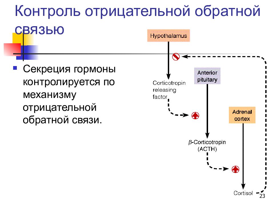 Отрицательная связь. Отрицательная Обратная связь биохимия гормоны. Принцип отрицательной обратной связи биохимия. Прямой механизм действия гормонов биохимия. Схема механизма обратной связи гормонов.