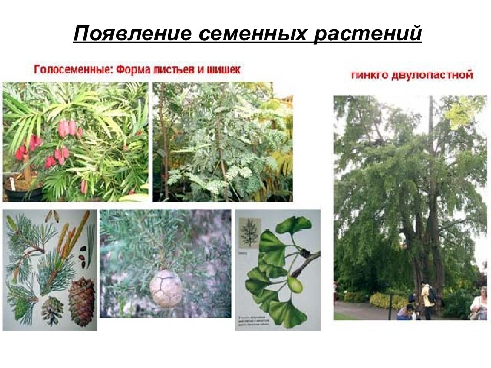 Семенные растения примеры 6 класс. Семенные растения. Представители семенных растений. Голонасінні рослини. Семенные растения презентация.