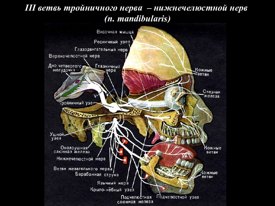 Ветви нижнечелюстного нерва схема