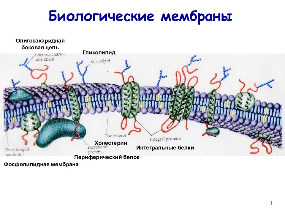 Биохимия мембран. Схема строения биологической мембраны биохимия. Строение биологических мембран биохимия. Структура биологических мембран биохимия. Биологические мембраны клетки.