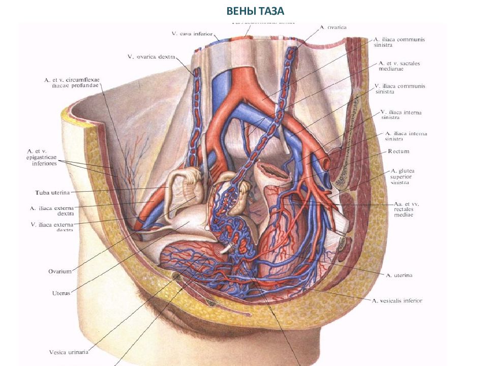 Вены таза женщины форум. Поверхностные вены таза.