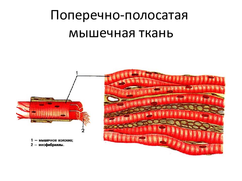 Поперечно полосатые мышцы