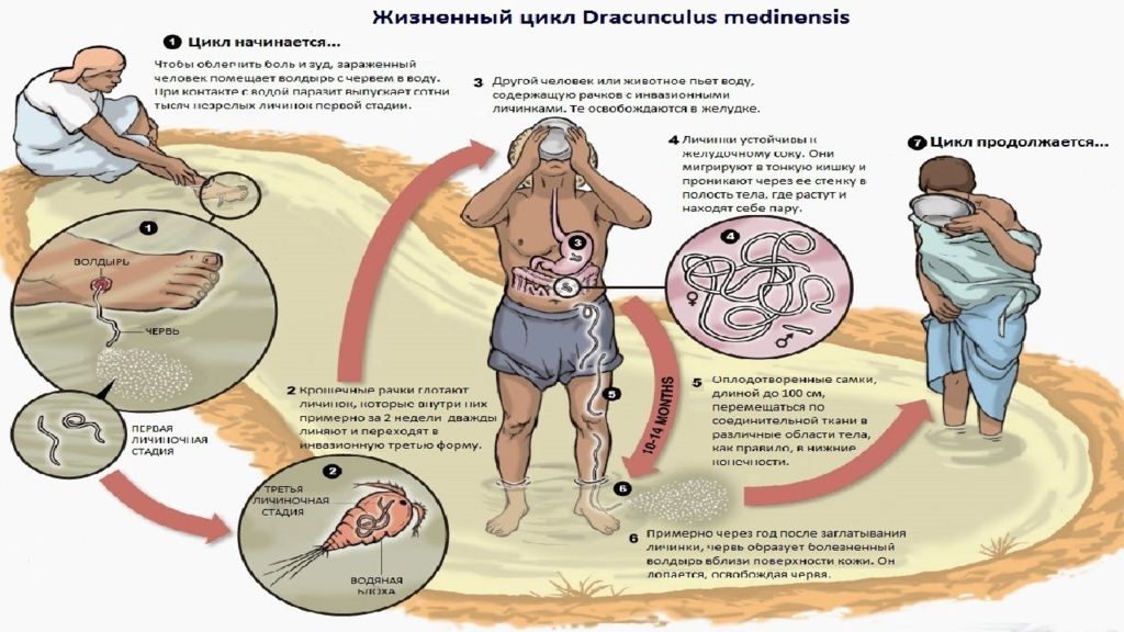 Ришта жизненный цикл схема