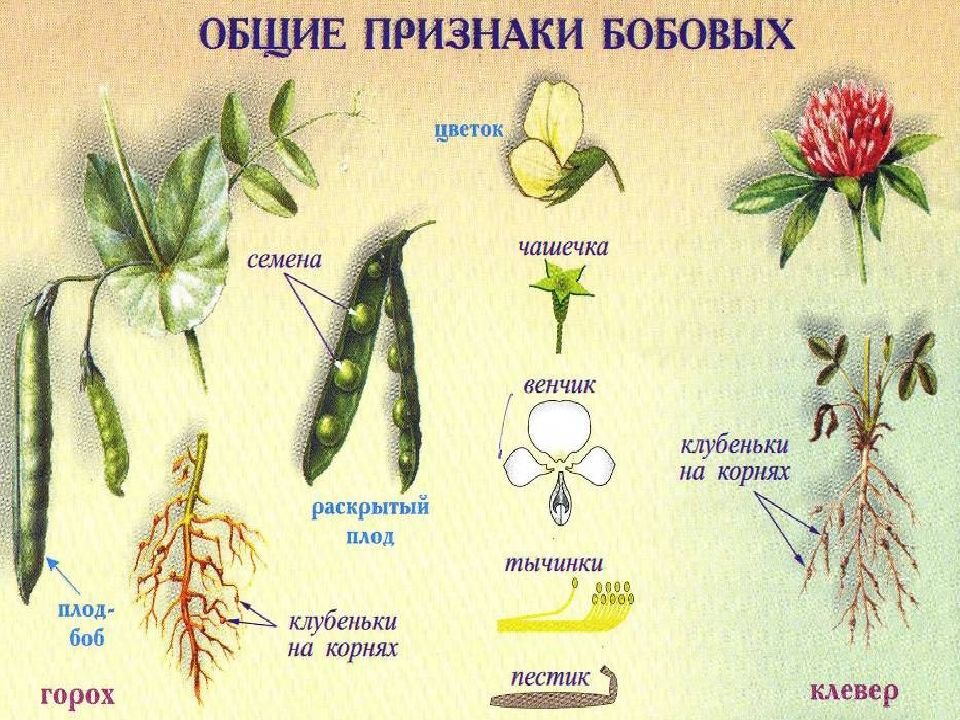 Семейство класса двудольные картинки