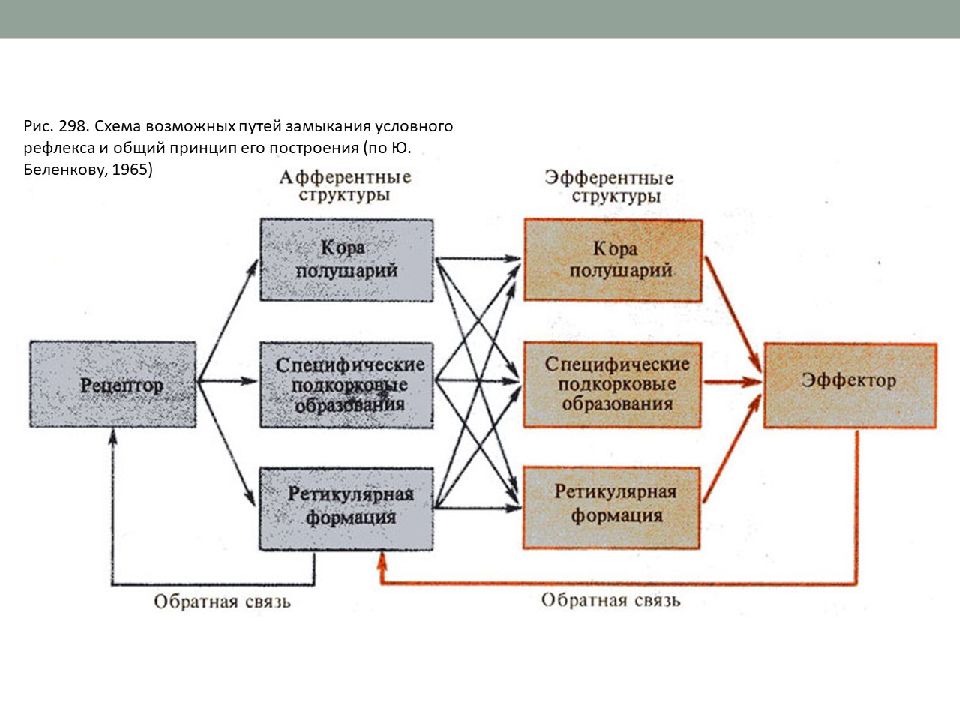 Возможные схемы. Схема замыкания условного рефлекса. Схему путей замыкания условного рефлекса. Схема путей замыкания условного рефлекса по ю Беленкову. Афферентные пути схема.