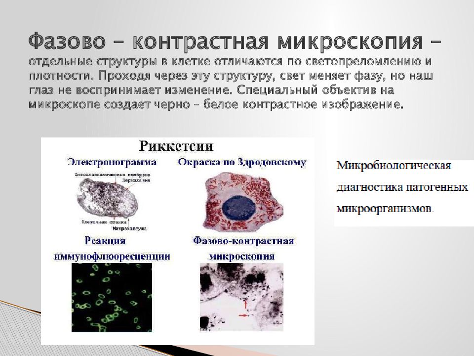 Фазово контрастная микроскопия