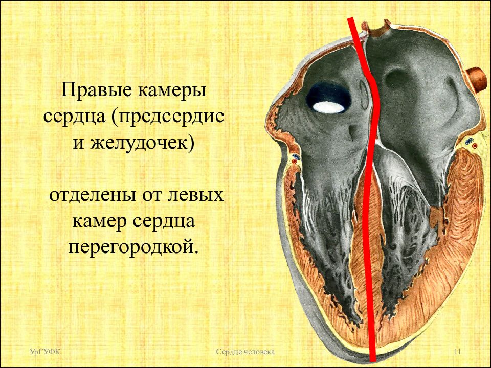 Камеры сердца человека. Камеры сердца. Перегородки в сердце человека. Предсердия и желудочки сердца.