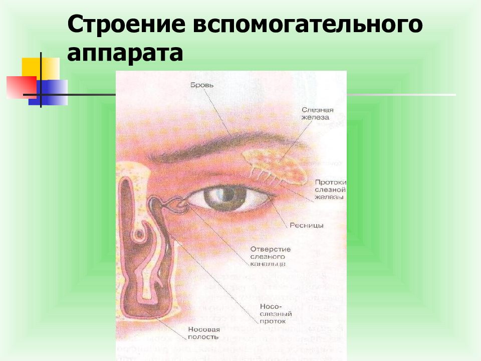 Строение вспомогательного аппарата глаза презентация