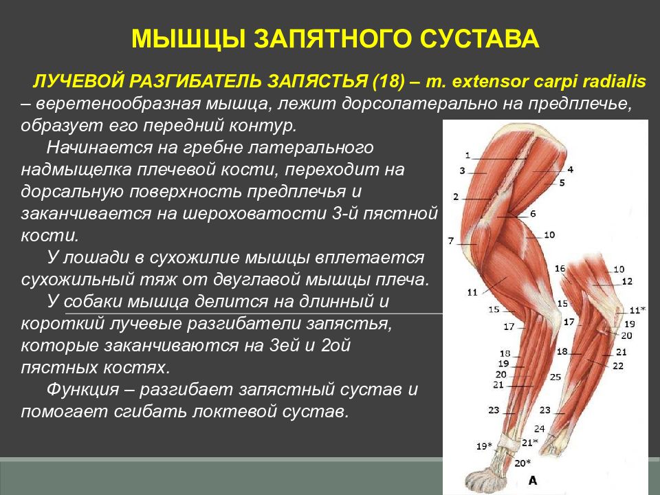 Лучевой сустав. Общие данные о мышцах. Фасции и мышцы грудной конечности. Фасция предплечья образует. Собственная фасция локтя.