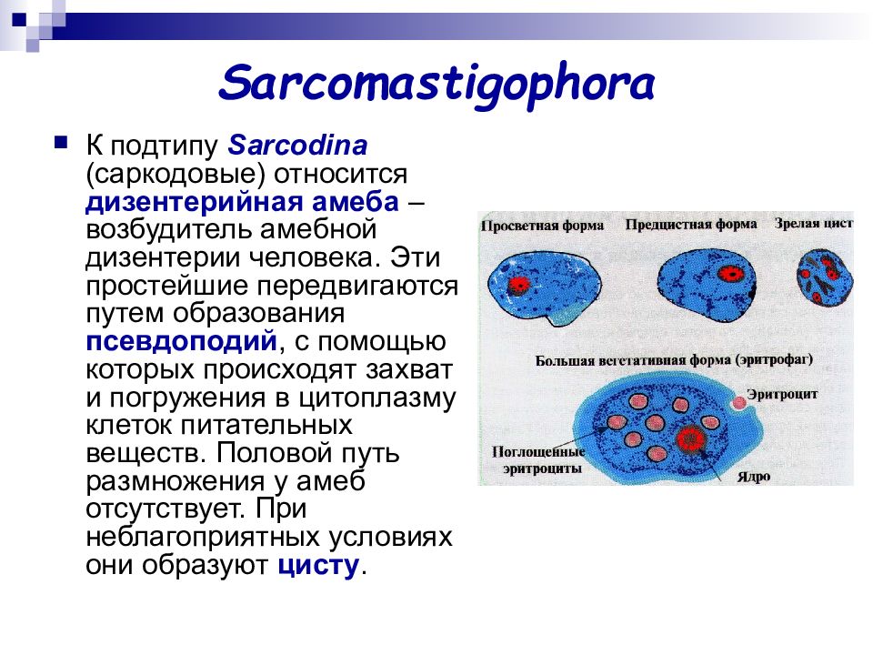 Дизентерийная амеба морфология. Морфология дизентерийной амебы. Большая вегетативная форма дизентерийной амёбы. Дизентерийная амеба корненожки. Дизентерийная амеба Тип.