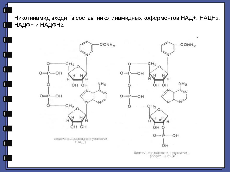 Каким номером на рисунке обозначена структура в которой происходит окисление молекулы надф 2н