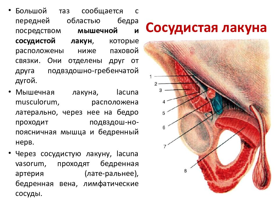 Мышечная и сосудистая лакуны схема