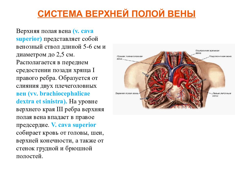 Вены анатомия презентация