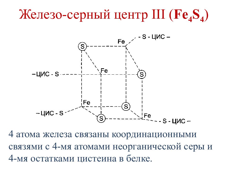 Железа и серы. Железосерные центры. Железосерные кластеры. Координационная связь. Железосерные белки.