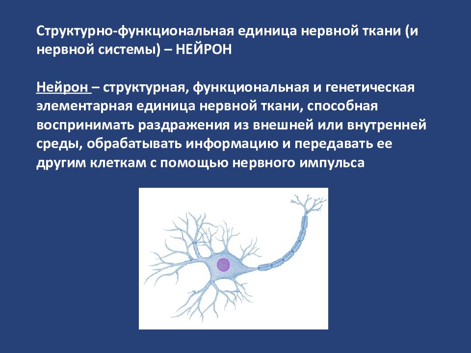 Короткий сильно ветвящийся отросток нервной клетки. Нервная ткань Нейрон. Нейрон основная структурная единица нервной системы. Нейрон это структурная единица нервной ткани. Структурно-функциональная единица нервной ткани.