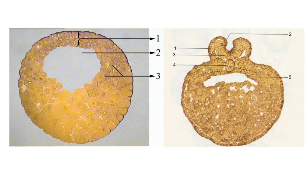 Эмбриология гистология. Эмбриология микропрепараты. Препарат зародыша птиц эмбриология. Эмбриология Гиста.