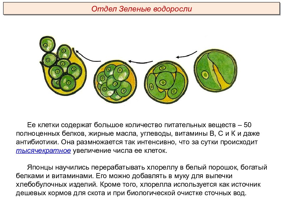 Особенности клеток водорослей