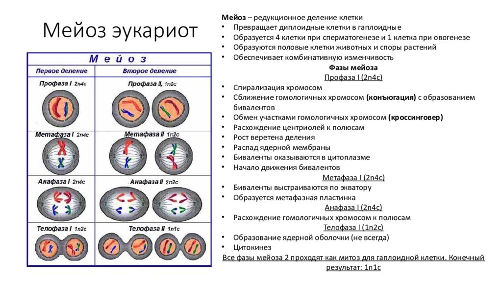 Хромосомный набор соматических клеток равен 28. Фазы 1 деления мейоза. Конъюгация деление мейоза. Деление клеток 9 класс биология мейоз. Первое деление мейоза набор хромосом.