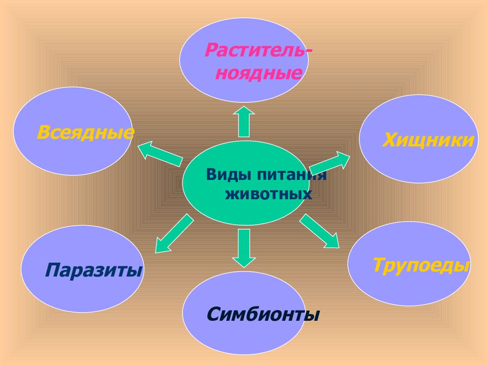 Презентация про питание животных